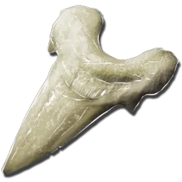 Megalodon Tooth