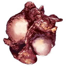 Plant Species R-1 Seed