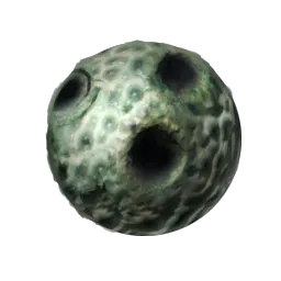 Plant Species Y Seed