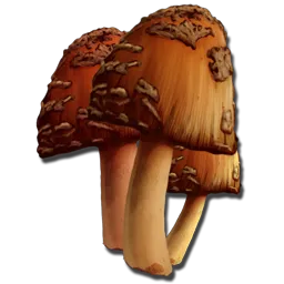 Rare Mushroom
