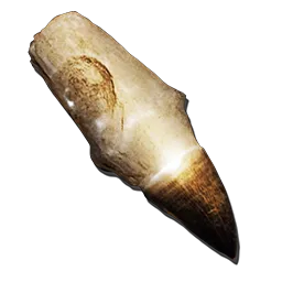 Alpha Mosasaur Tooth
